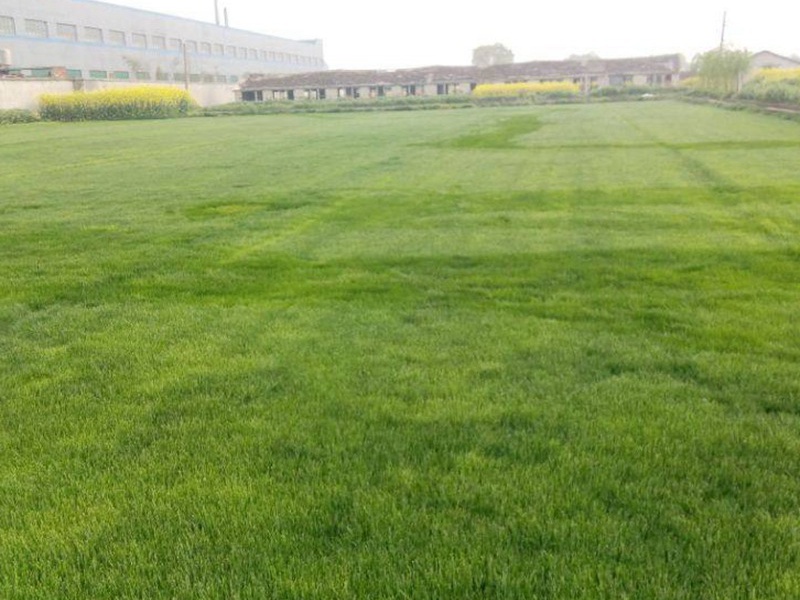 蘭引三號(hào)草 蘭引三號(hào)草