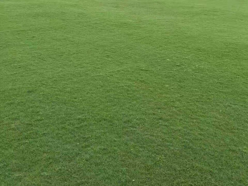 馬尼拉草坪 馬尼拉草坪