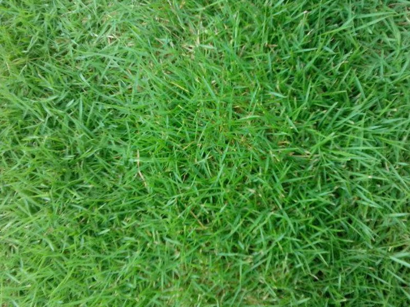 馬尼拉草坪 馬尼拉草坪