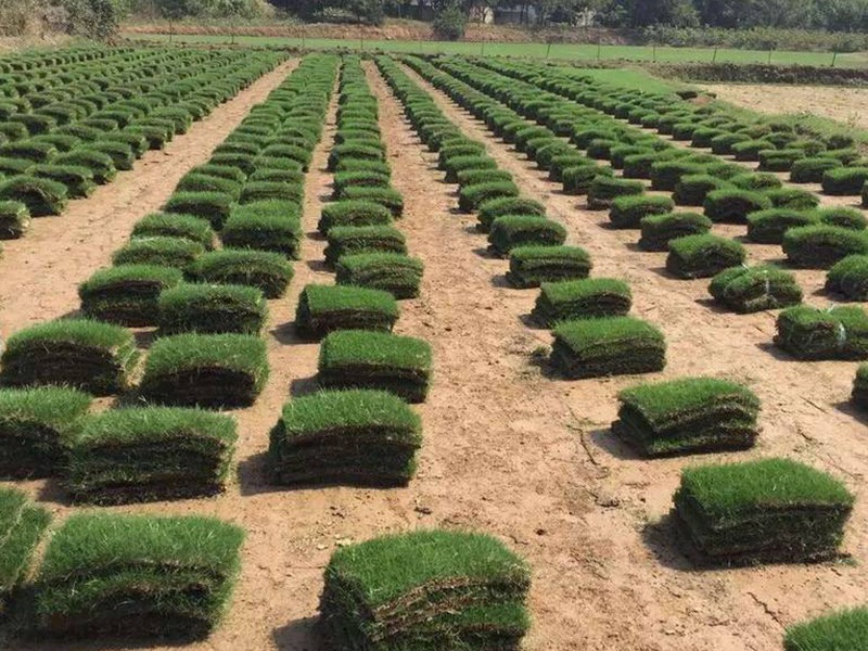 馬尼拉草坪 馬尼拉草坪