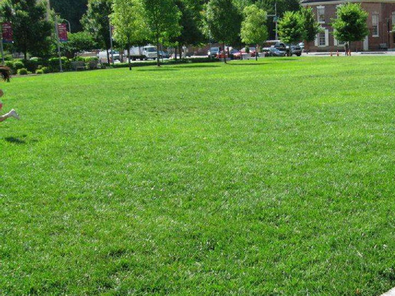 馬尼拉草坪 馬尼拉草坪