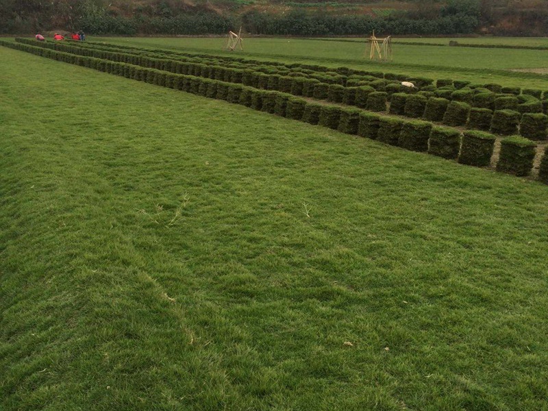 馬尼拉草坪 馬尼拉草坪