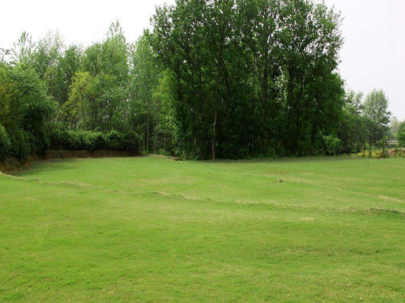 馬尼拉草坪 馬尼拉草坪