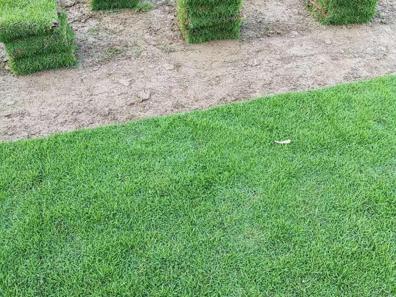 馬尼拉草坪 馬尼拉草坪