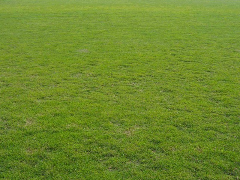 馬尼拉草坪 馬尼拉草坪