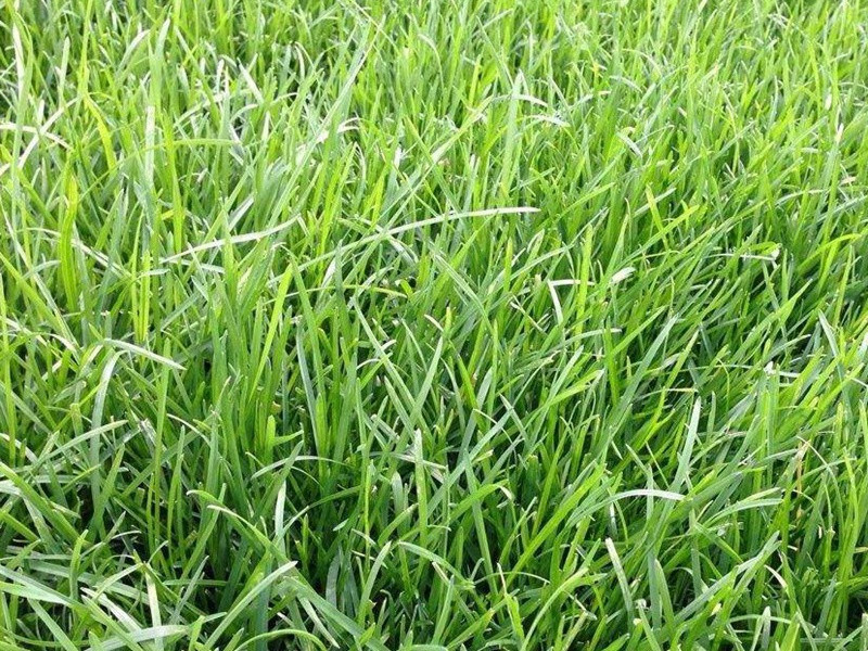 早熟禾草坪 早熟禾草坪