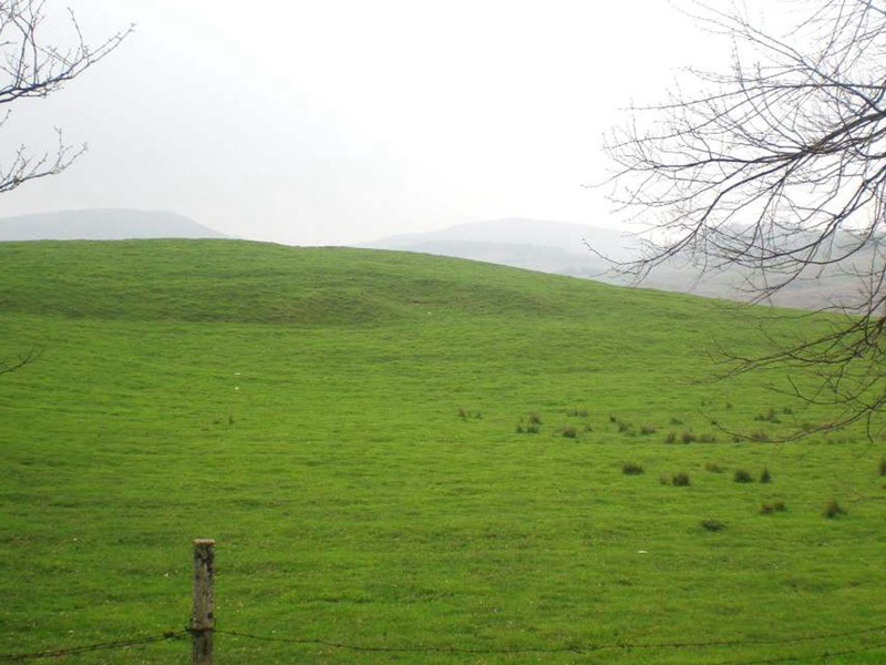 護(hù)坡黑麥草 護(hù)坡黑麥草