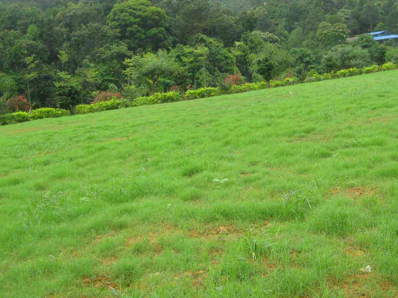 護(hù)坡黑麥草 護(hù)坡黑麥草