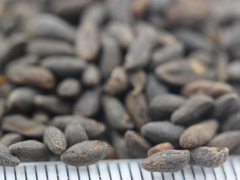 1591532583616267.jpg 羽葉鶯蘿 (5).JPG