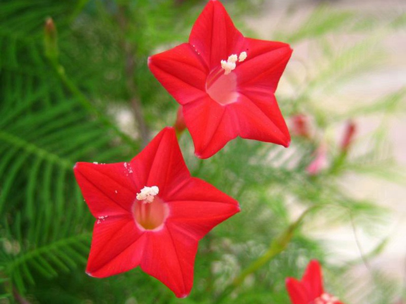 1592574048935748.jpg 3 (2).jpg