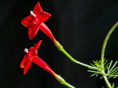 羽葉鳶蘿種子的最新報價是多少？