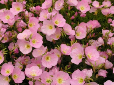 美麗月見草種子應該去哪兒買？