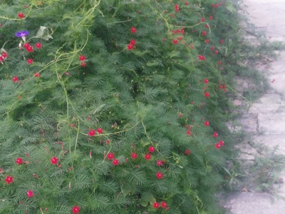 羽葉蔦蘿種子哪里有得賣？