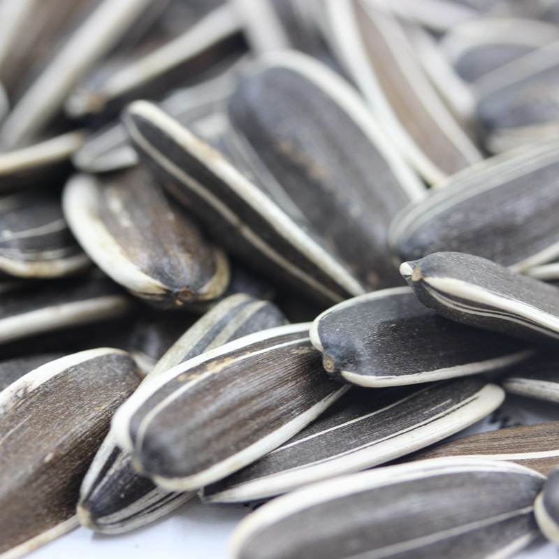 1595085409762437.jpg 油葵 (3).JPG