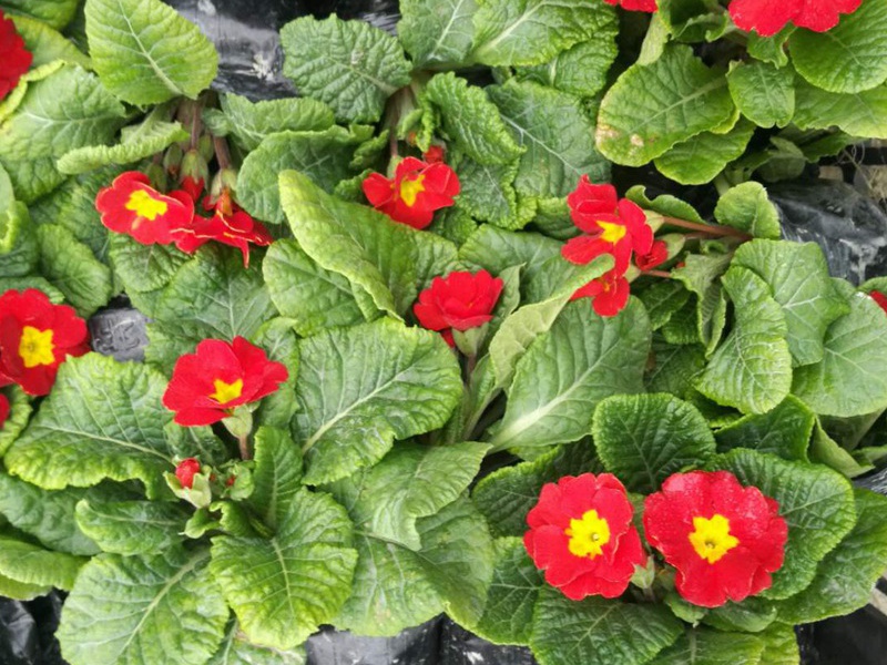 1598188275601342.jpg 7.jpg