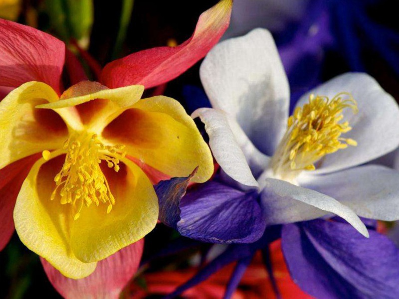 1598450440832977.jpg 11.jpg