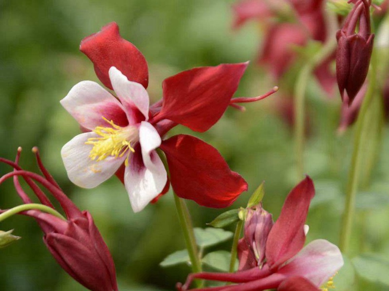 1598450449655229.jpg 6.jpg