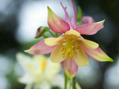 小花耬斗菜種子可以去哪兒買得到？