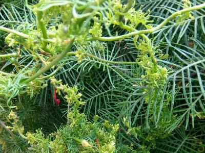 每平方米土地羽葉鳶蘿種子應(yīng)該播種多少？