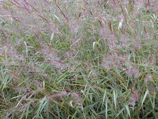 1599179222996764.jpg image.jpg