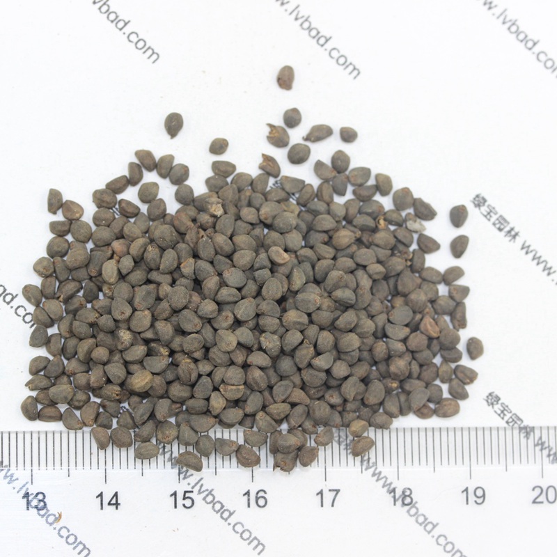 1599833211582919.jpg 鶯羅 (6).JPG