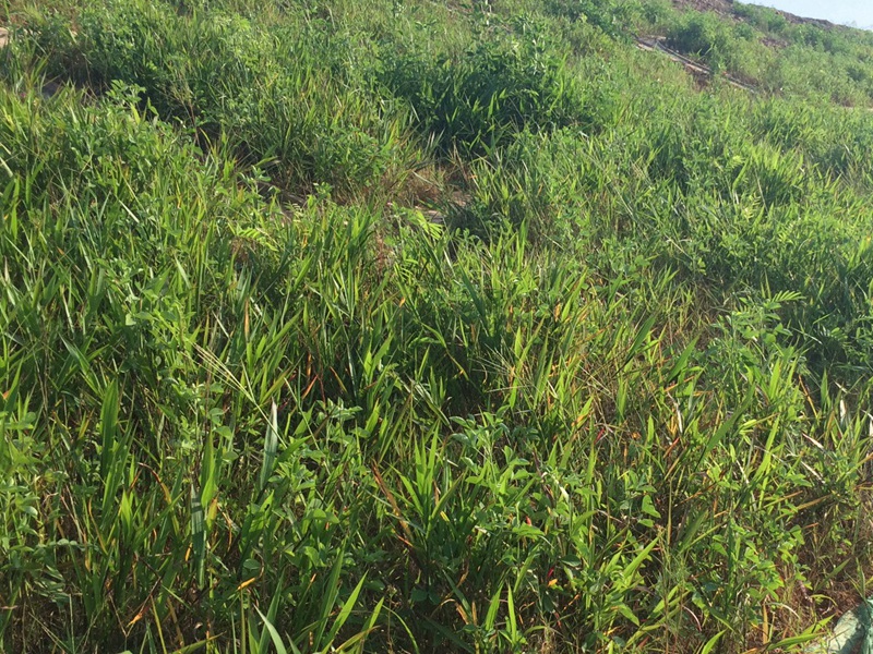 1599917702621465.jpg 2.jpg