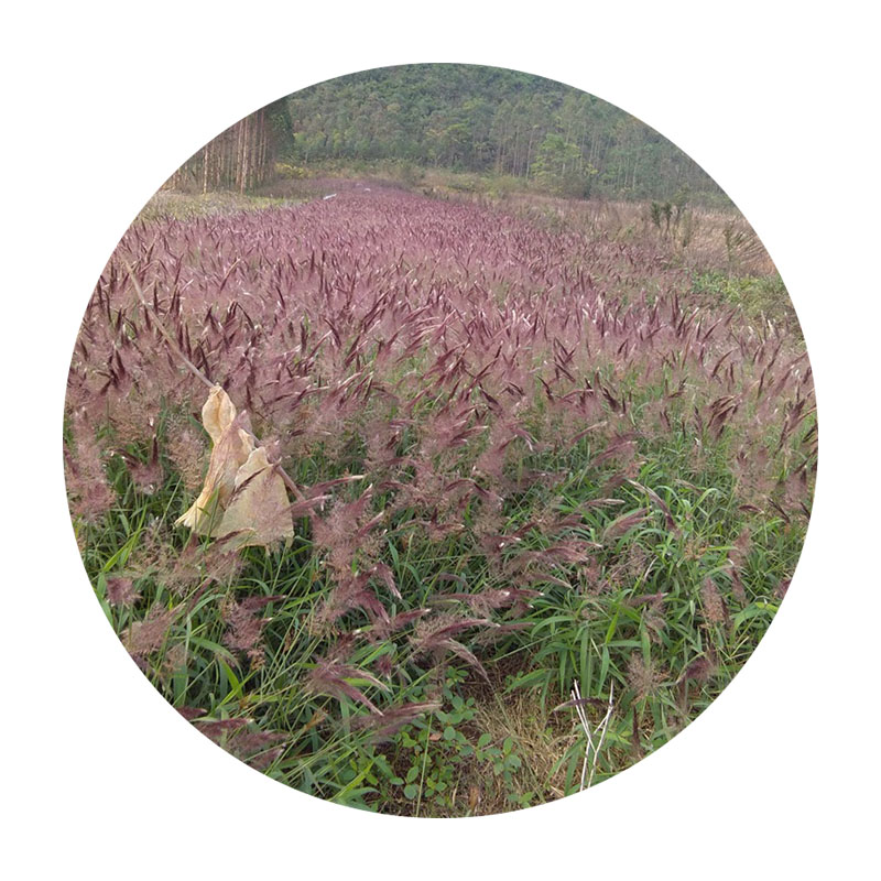 1599917710566729.jpg 50.jpg