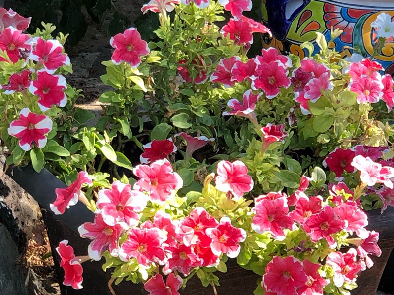 1600002030935637.jpg 3.jpg