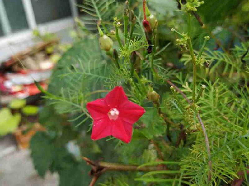 1600759455535335.jpg 8.jpg