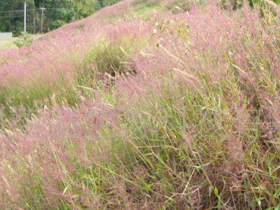 糖蜜草種子去哪買？