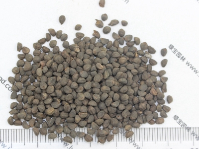 鶯蘿種子該去哪買？