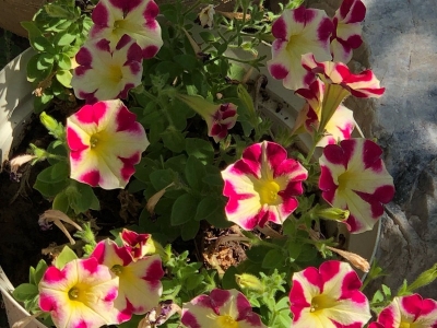 矮牽牛種子每平方米土地應(yīng)該播種多少克？