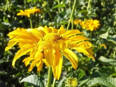 日光菊種子播種后多久能開(kāi)花