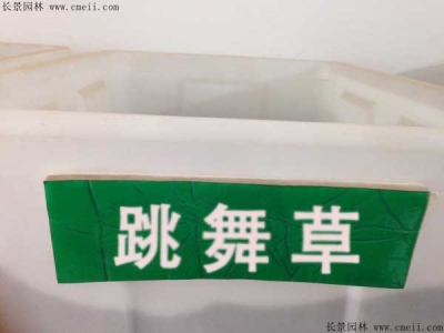 跳舞草種子價(jià)格，多少錢一斤？