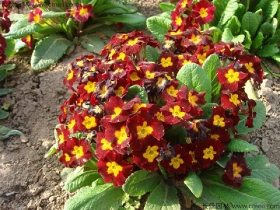 歐洲報(bào)春種子幾天發(fā)芽？