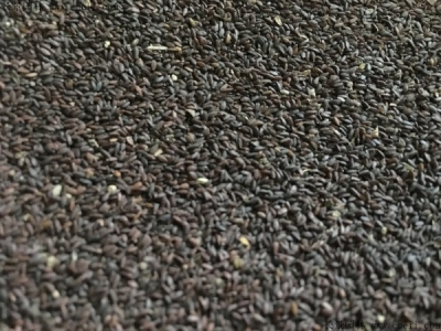 到哪里可以購(gòu)買跳舞草種子