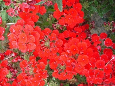 美女櫻種子多少錢(qián)一斤