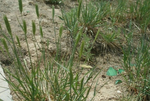 1627991767151599.jpg image.jpg