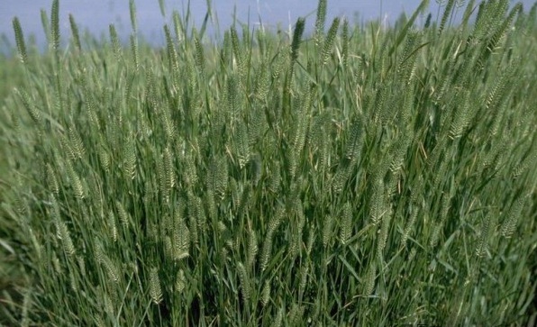 1627991785420239.jpg image.jpg