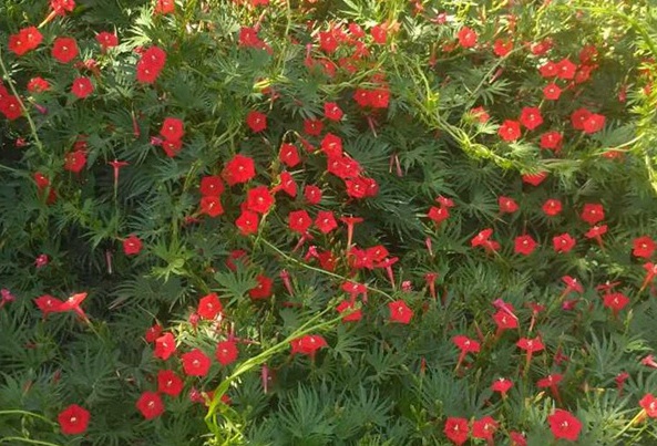 1629444607489382.jpg image.jpg