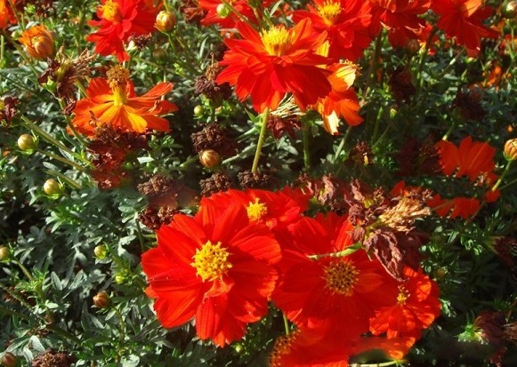 1631000303438097.jpg image.jpg