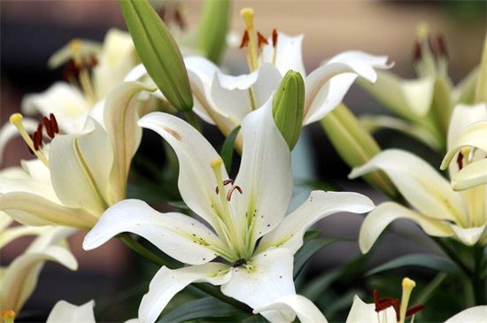 多年生草本花卉品種有哪些 多年生草本花卉品種有哪些