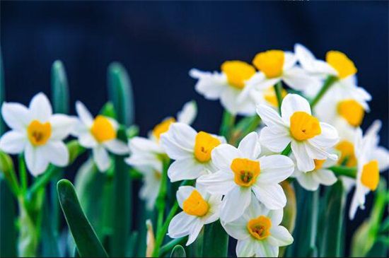 多年生草本花卉品種有哪些 多年生草本花卉品種有哪些
