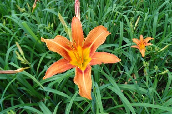 多年生草本花卉品種有哪些 多年生草本花卉品種有哪些