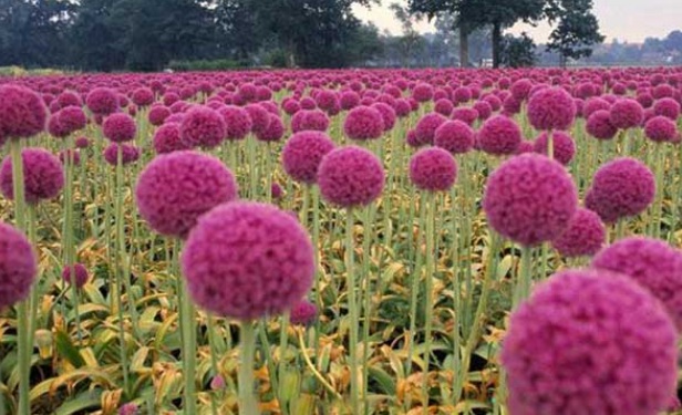 1632209990299060.jpg image.jpg