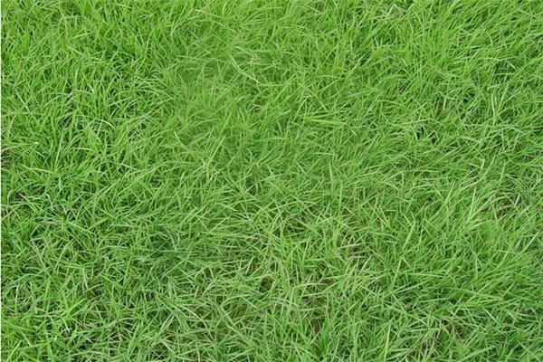 1632449971887525.jpeg 馬尼拉草1.jpeg