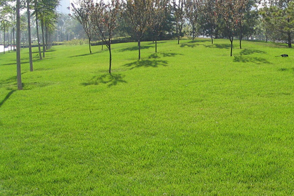 1632450017245140.jpeg 草坪4.jpeg