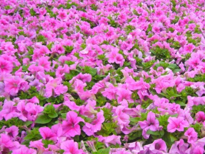 矮牽牛種子什么時(shí)候播種最好？