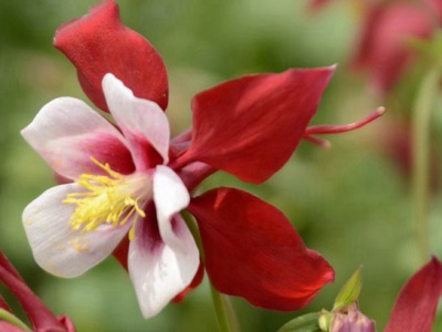 耬斗菜種子幾月播種？