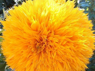 玩貝熊向日葵種子幾月份播種？